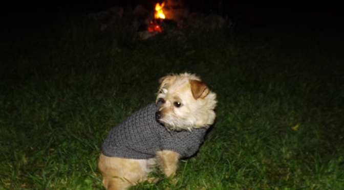 Goldie Oldie Doggie Sweater *Crochet Pattern